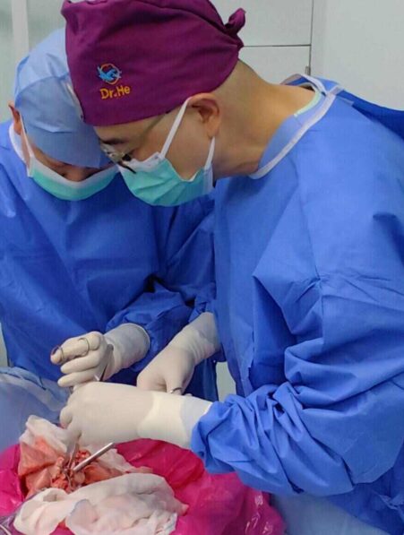 poumon porc transplante humain