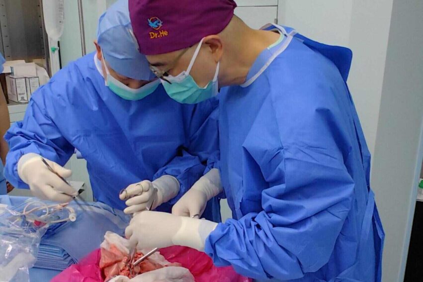 poumon porc transplante humain