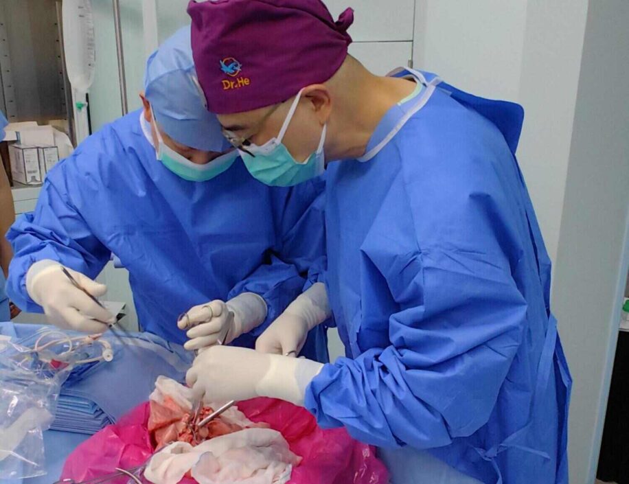 poumon porc transplante humain