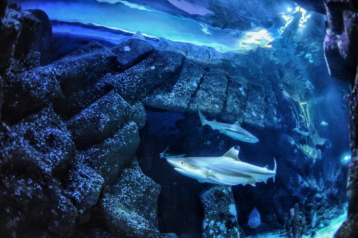 requin à pointe noire