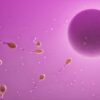 cellules cutanees ovules