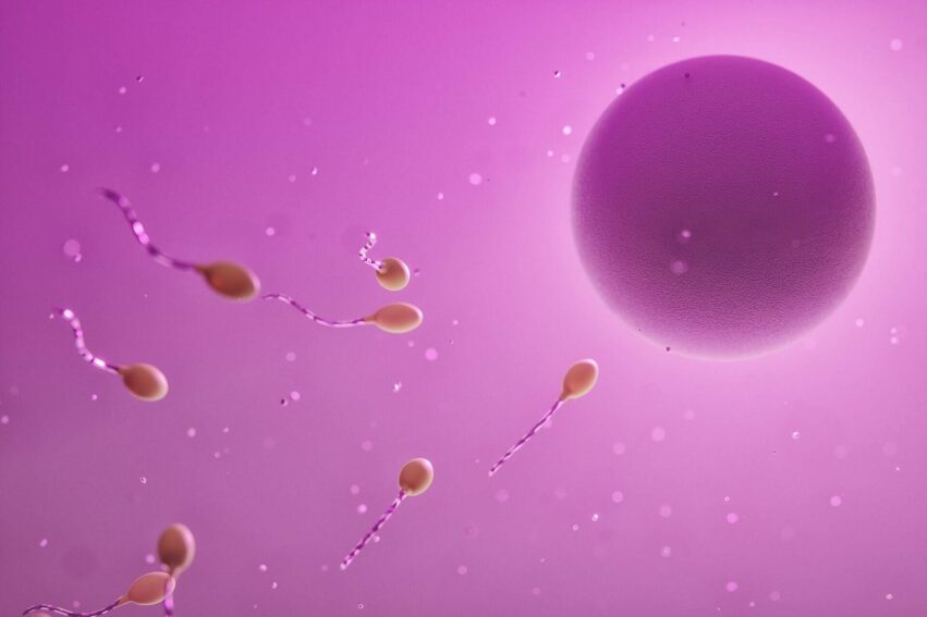 cellules cutanees ovules
