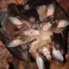 chauves-souris carnivores calins