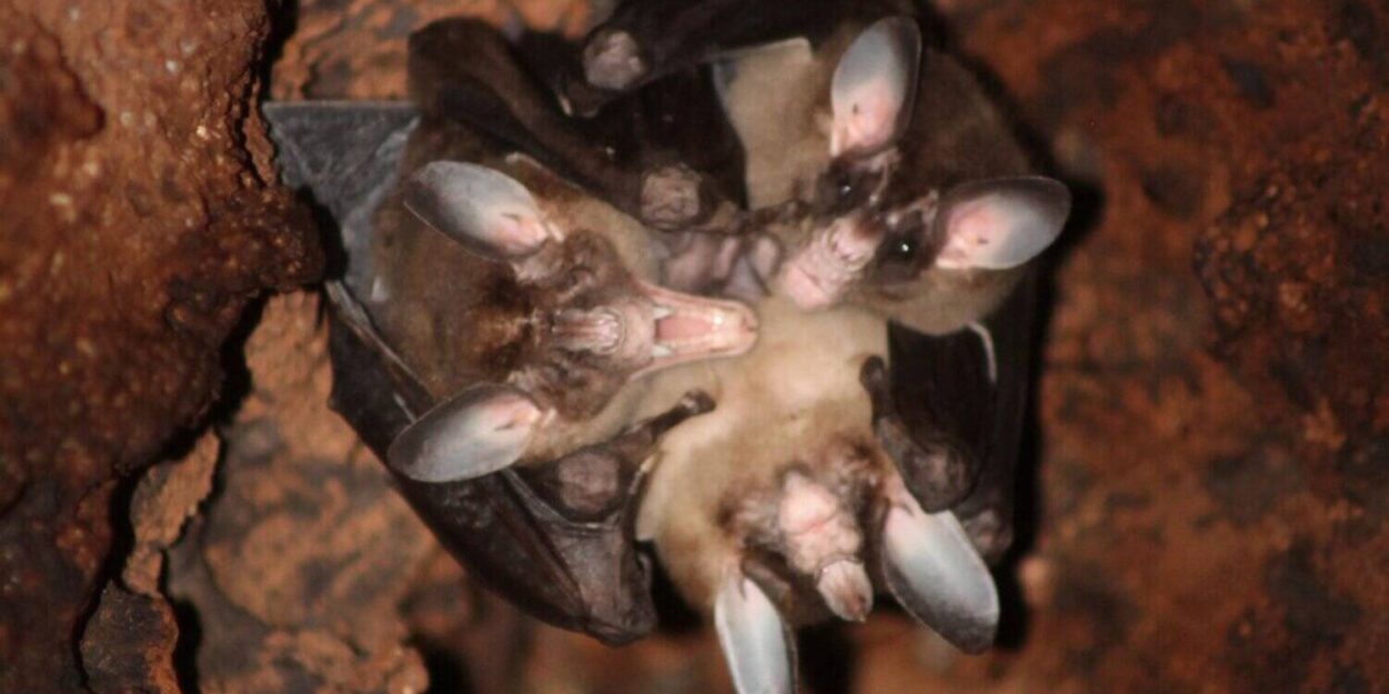 chauves-souris carnivores calins