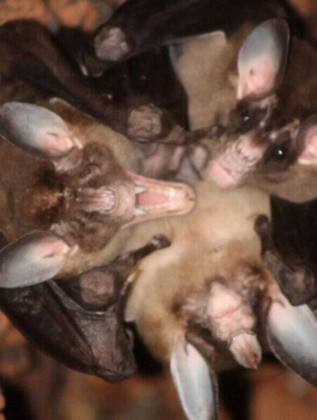 chauves-souris carnivores calins