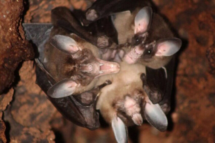 chauves-souris carnivores calins
