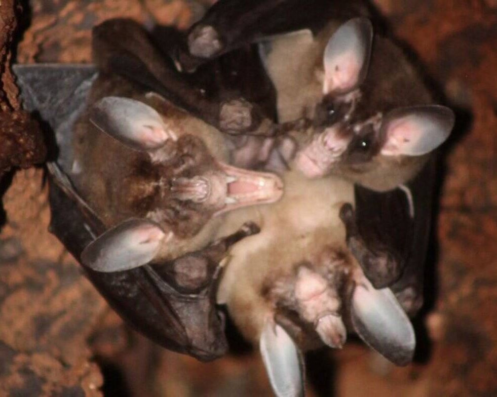 chauves-souris carnivores calins
