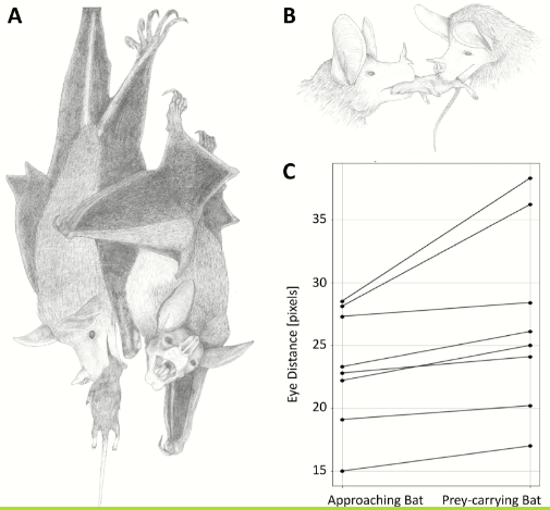 chauves-souris