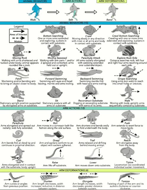 comportements poulpes