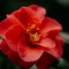 creme solaire pollen camelia
