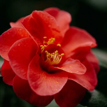 creme solaire pollen camelia