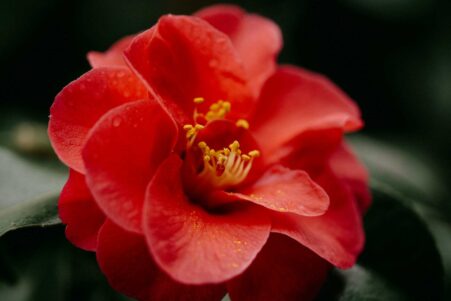 creme solaire pollen camelia