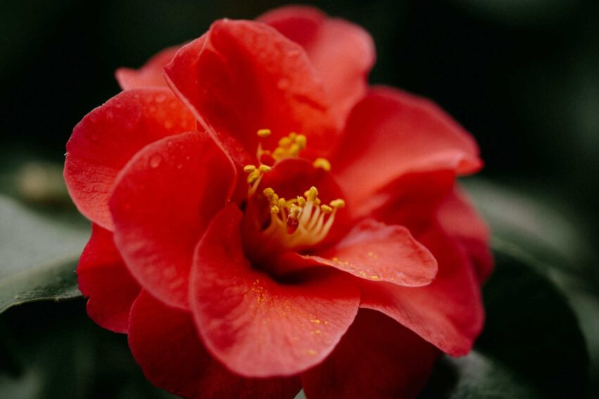 creme solaire pollen camelia