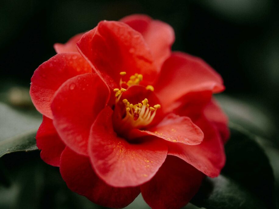 creme solaire pollen camelia