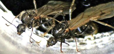 fourmis clone males