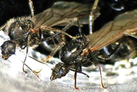 fourmis clone males