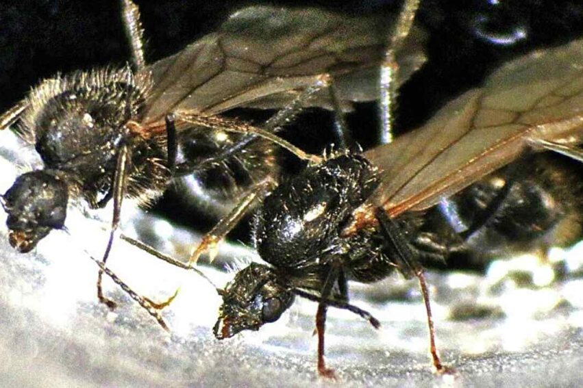 fourmis clone males