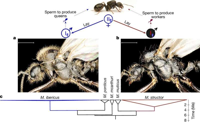 fourmis ibériques