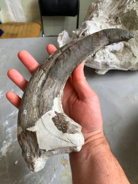 griffe megaraptor