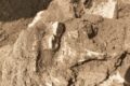 machoire homo erectus afrique