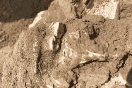 machoire homo erectus afrique