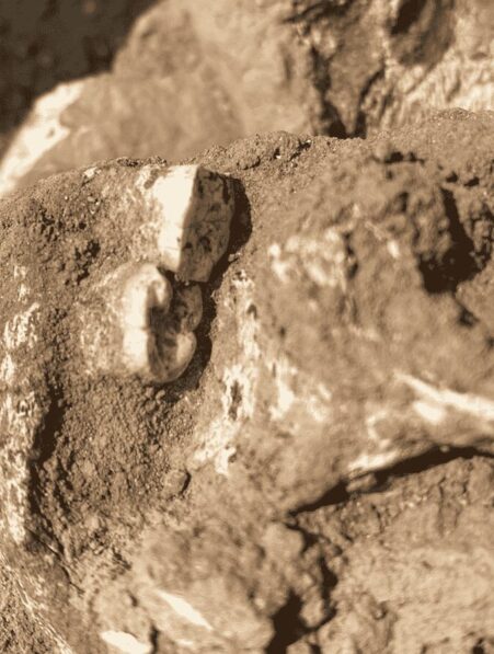 machoire homo erectus afrique