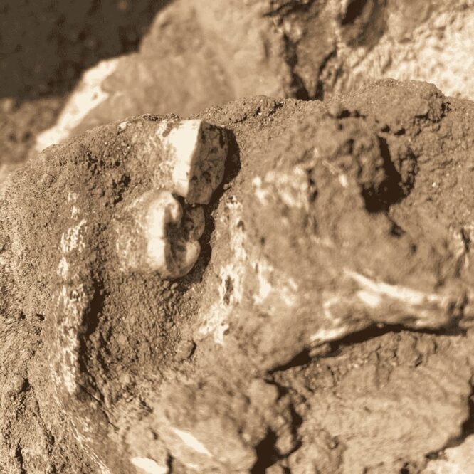 machoire homo erectus afrique