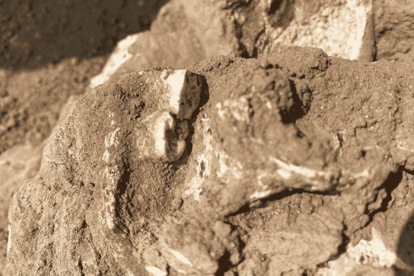 machoire homo erectus afrique