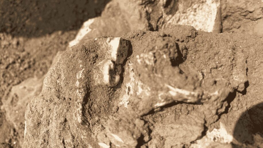 machoire homo erectus afrique
