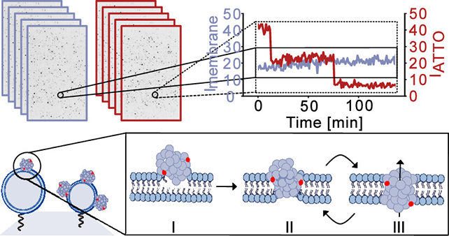 pores membranes parkinson