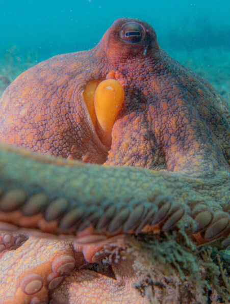 poulpes membres taches