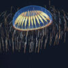 qubit biologique cellules
