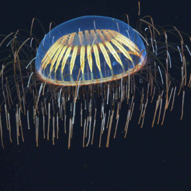 qubit biologique cellules