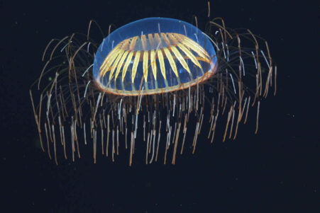 qubit biologique cellules