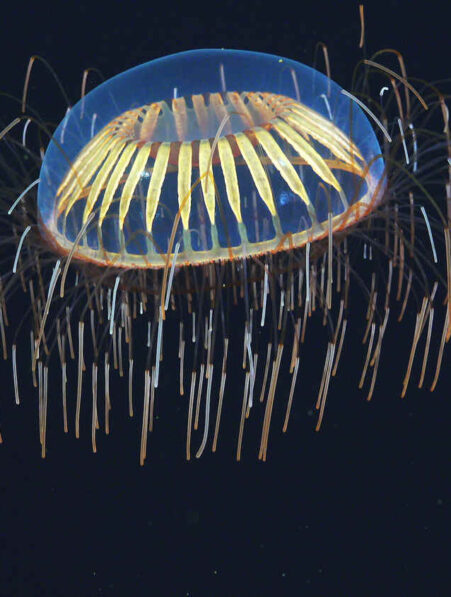 qubit biologique cellules