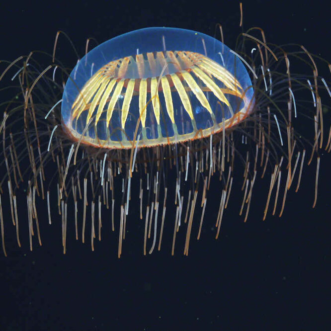 qubit biologique cellules