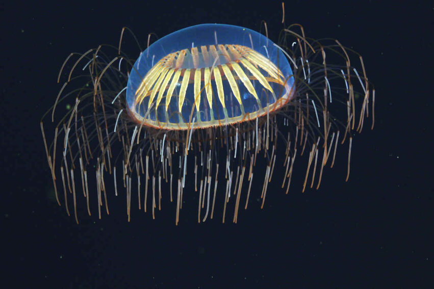 qubit biologique cellules
