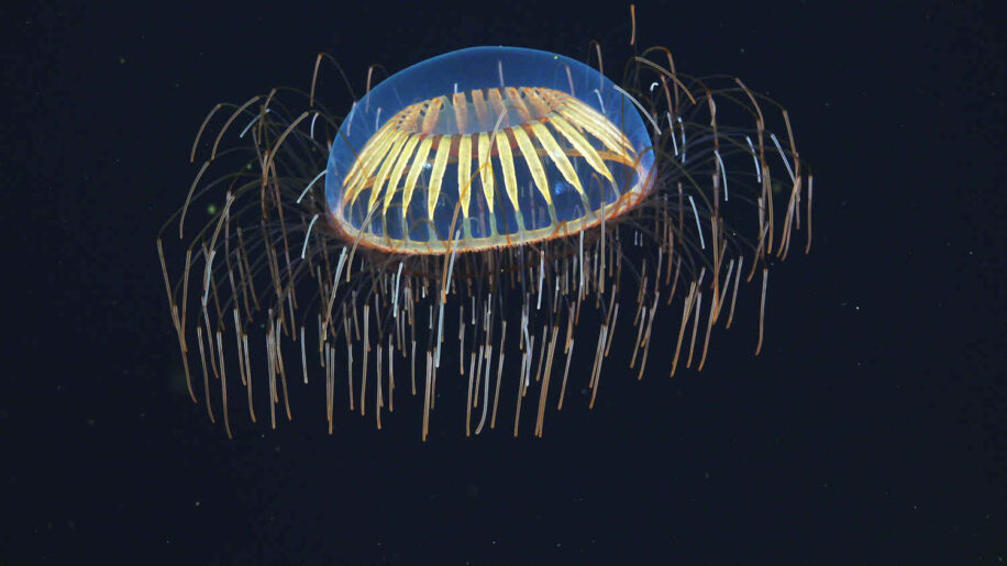qubit biologique cellules