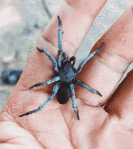 araignée male