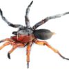 araignee male femelle