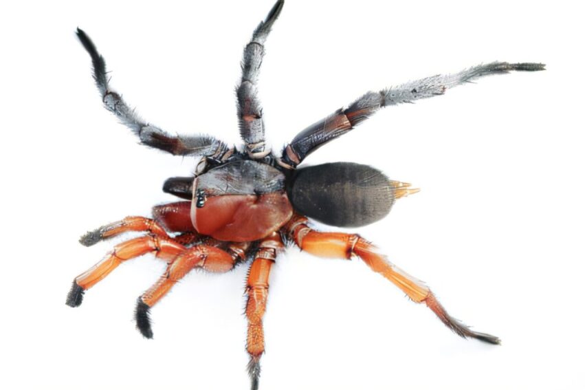 araignee male femelle