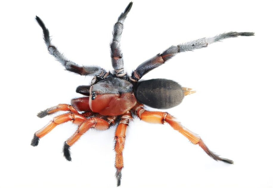 araignee male femelle