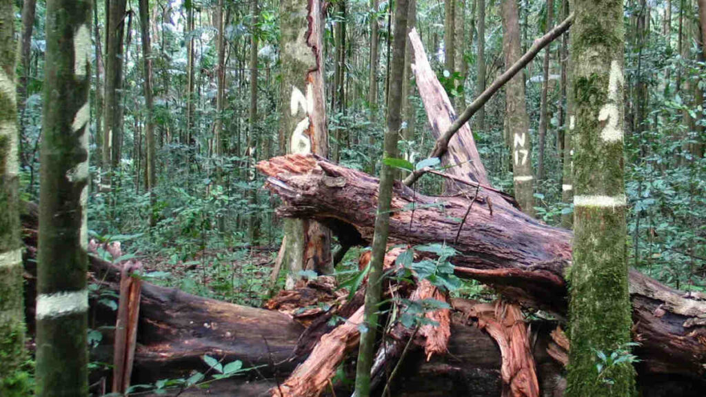 australie foret