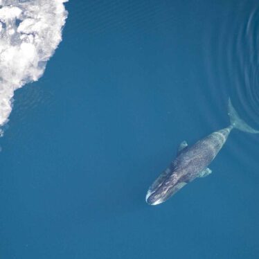 baleine-boreale-longevite-couv