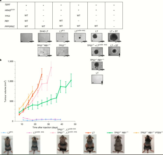 Moins de mutations des gènes suppresseurs de tumeurs sont nécessaires pour la transformation oncogène des fibroblastes de baleine boréale que pour les fibroblastes humains.