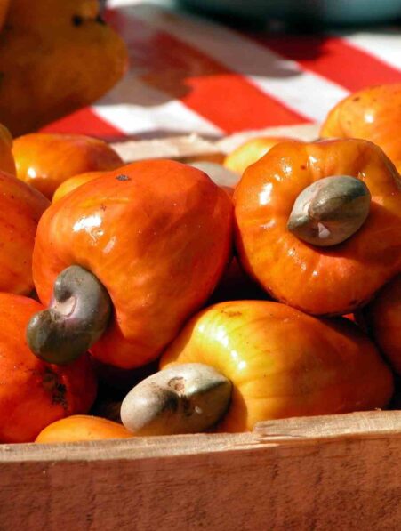 cajou afrique vaccins medicaments