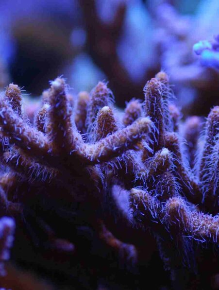 coraux durs changement climatique