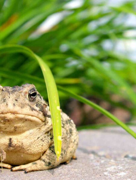 crapauds moderne monde