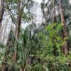 foret australiennes source carbone