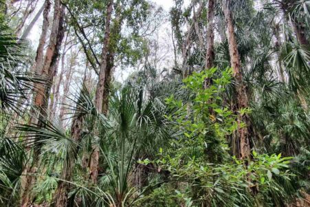 foret australiennes source carbone